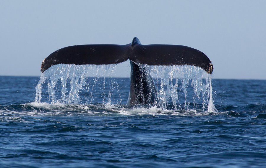 Whales Watching