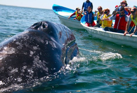 Whales and Dolphin in Mirissa