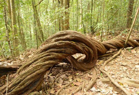 Kanneliya Rain Forest