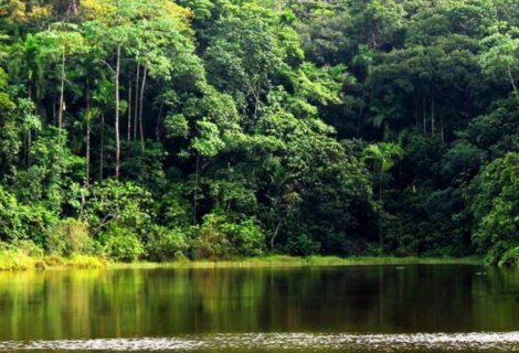 Kanneliya Rain Forest