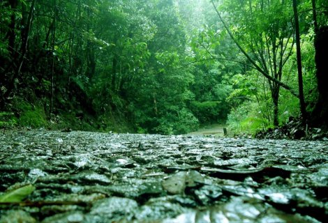 Kanneliya Rain Forest