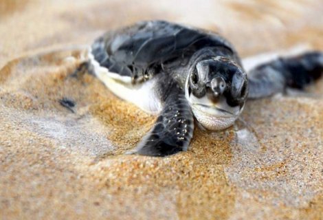 Koggala sea turtle farm