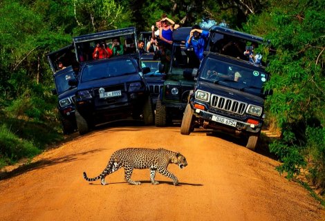 Yala National Park