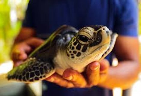 Turtle Hatchery 