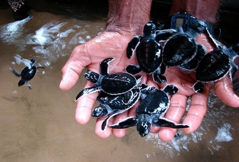 Turtle Hachery 