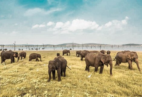 yala safari