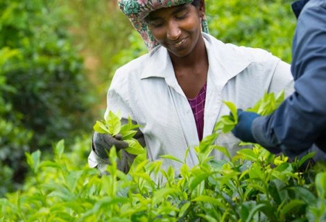 Tea Factory 
