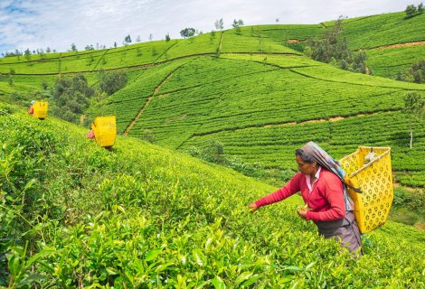 Tea Factory