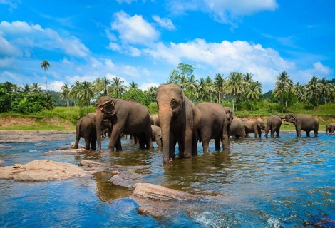 Pinnawala Elephant Orphanage